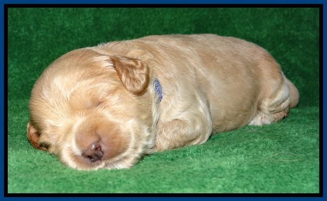 Macy Max pups 3 wks old 21