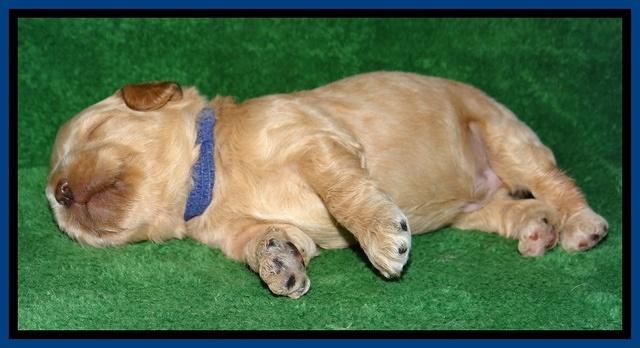 Macy Max pups 3 wks old 31