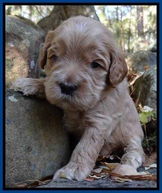 Macy Max pups 3 wks old 61