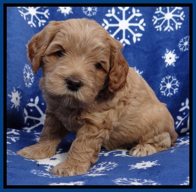 Macy Max pups 5wks old 61