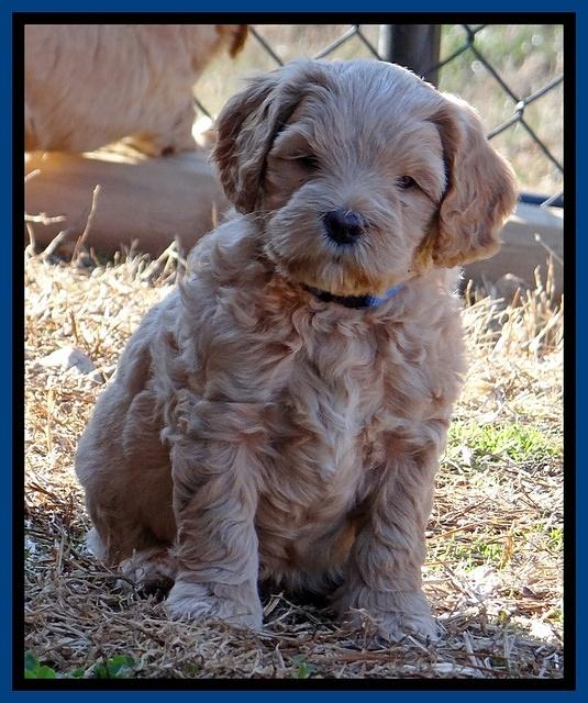 Macy Max pups 6 wks old 111