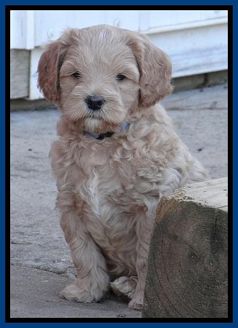 Macy Max pups 6 wks old 121