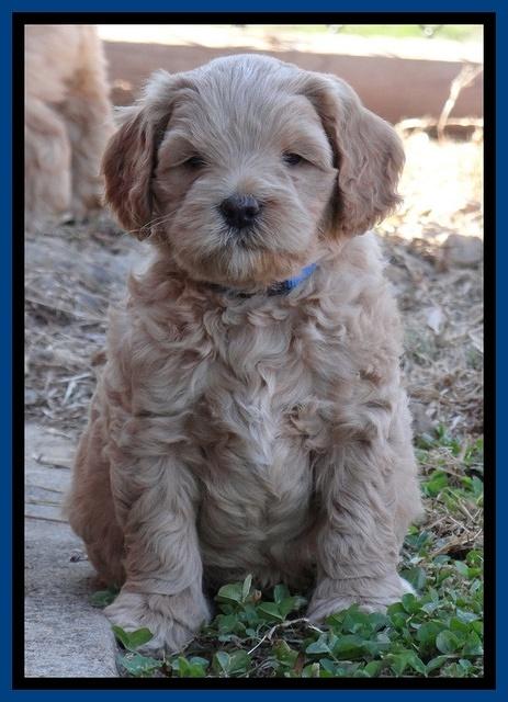 Macy Max pups 6 wks old 91