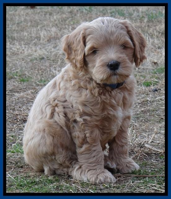 Macy Max pups 7 wks old 21