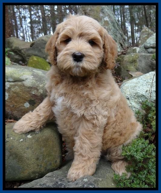 Macy Max pups 8 wks old 14100