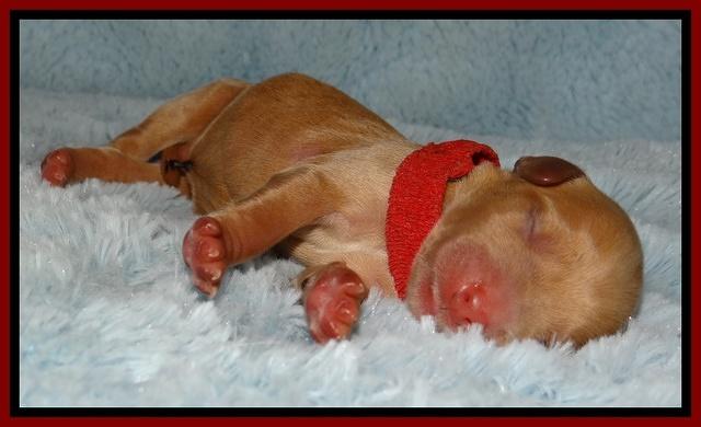 Macy Max newborn 71