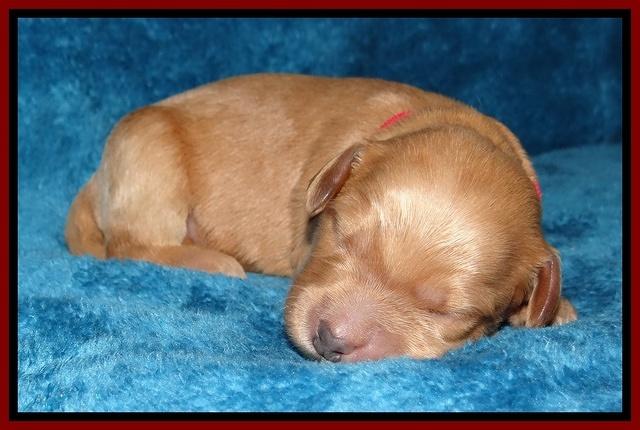Macy Max pups 1 wk old 101