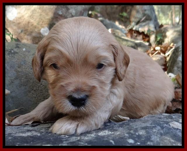 Macy Max pups 3 wks old 81