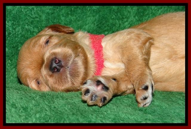 Macy Max pups 3 wks old 91