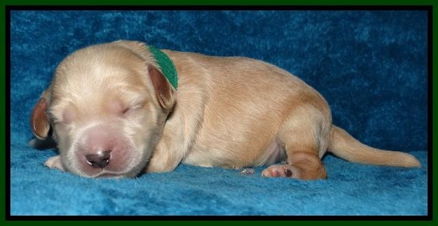 Macy Max pups 1 wk old 141