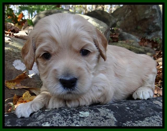 Macy Max pups 3 wks old 111
