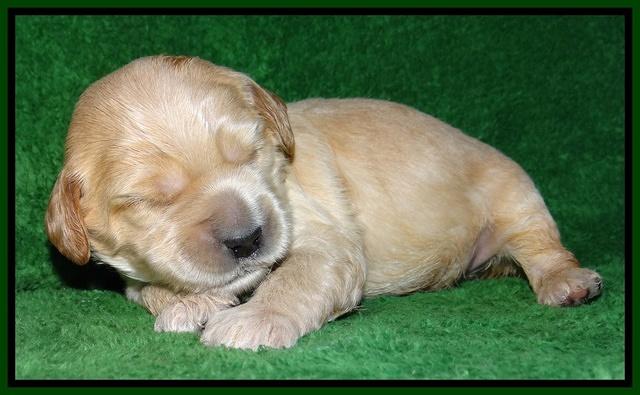 Macy Max pups 3 wks old 121