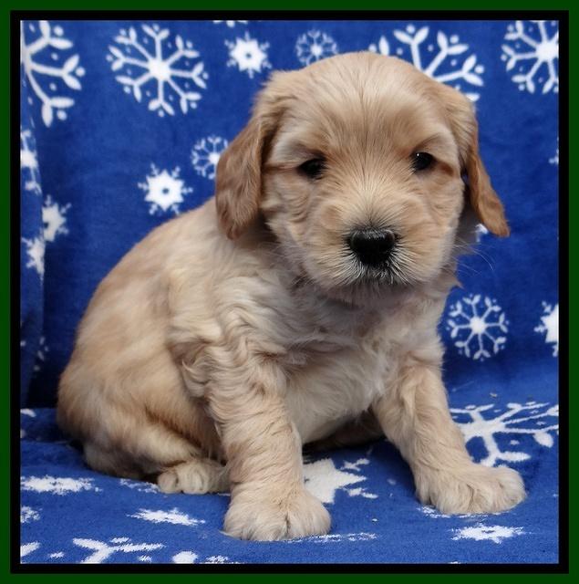 Macy Max pups 5wks old 101