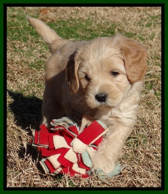 Macy Max pups 6 wks old 171