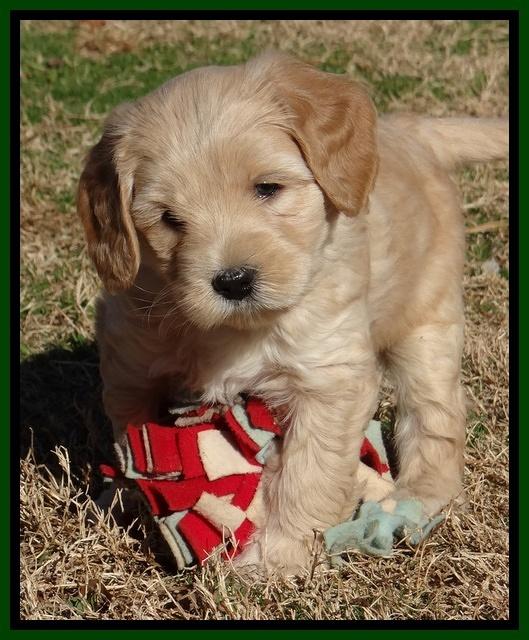 Macy Max pups 6 wks old 181