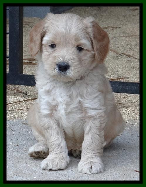 Macy Max pups 6 wks old 191