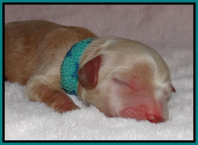 Macy Max newborn 151