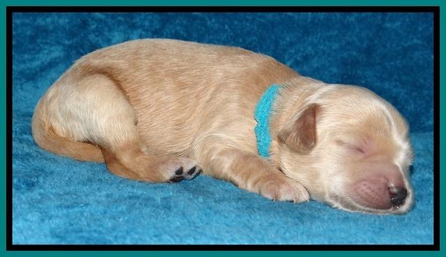 Macy Max pups 1 wk old 181