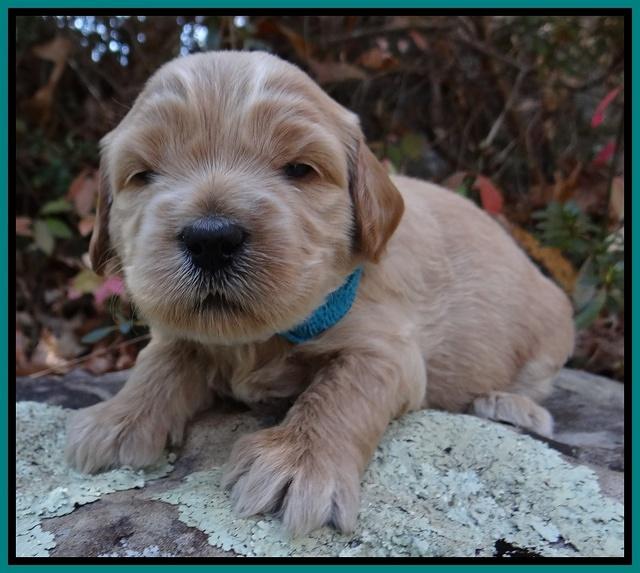 Macy Max pups 3 wks old 121