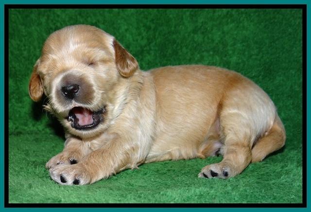 Macy Max pups 3 wks old 161