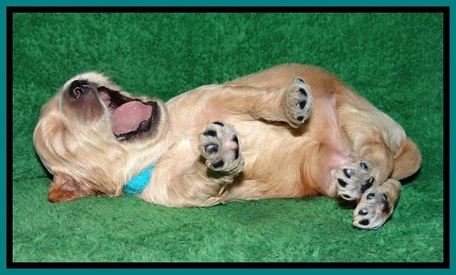 Macy Max pups 3 wks old 171