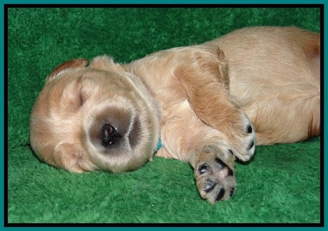 Macy Max pups 3 wks old 181