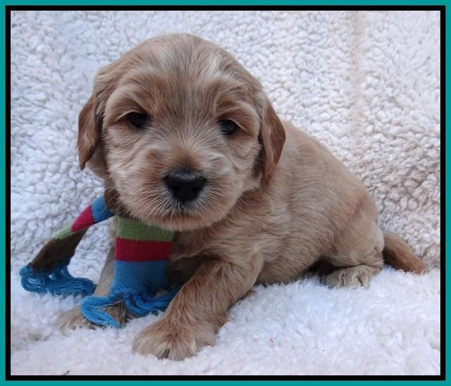 Macy Max pups 4 wks old 151