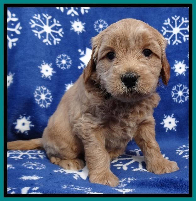 Macy Max pups 5wks old 151