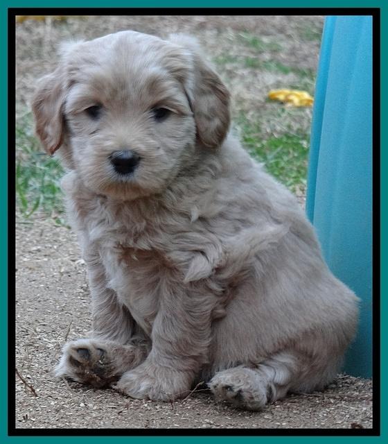 Macy Max pups 6 wks old 241