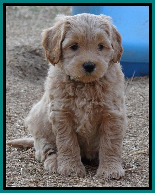 Macy Max pups 7 wks old 211