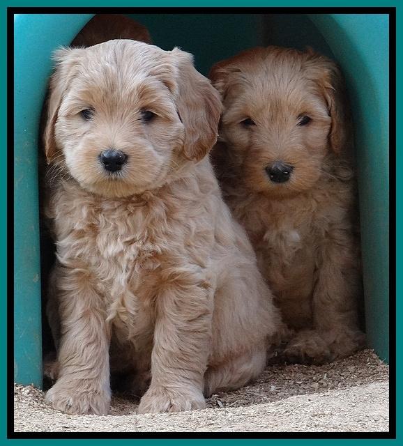 Macy Max pups 7 wks old 231