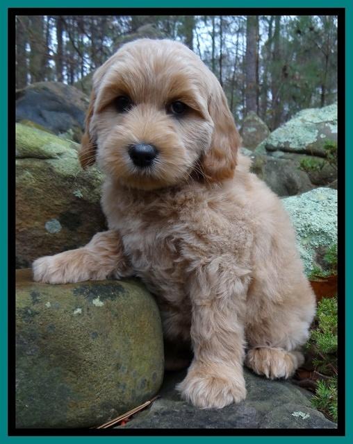 Macy Max pups 8 wks old 101