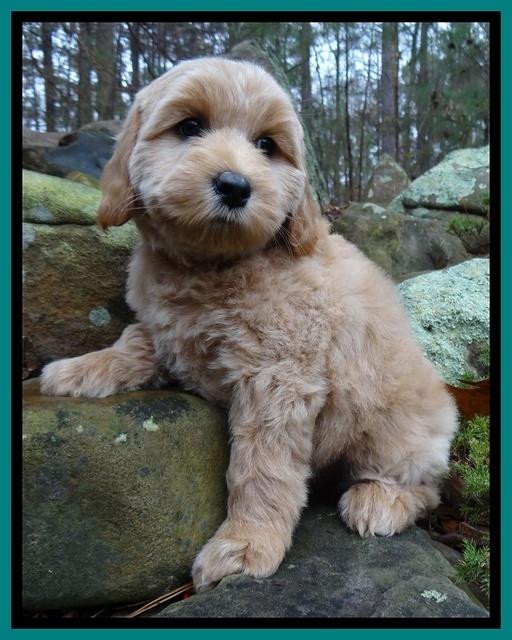 Macy Max pups 8 wks old 111