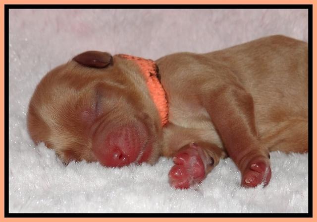 Macy Max newborn 171