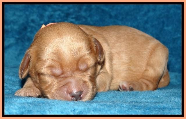 Macy Max pups 1 wk old 201