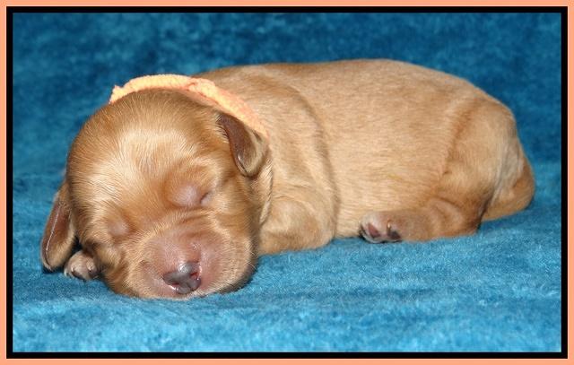 Macy Max pups 1 wk old 211