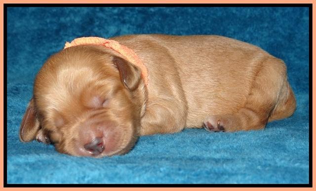 Macy Max pups 1 wk old 221