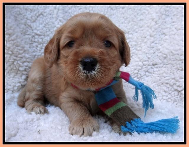 Macy Max pups 4 wks old 181