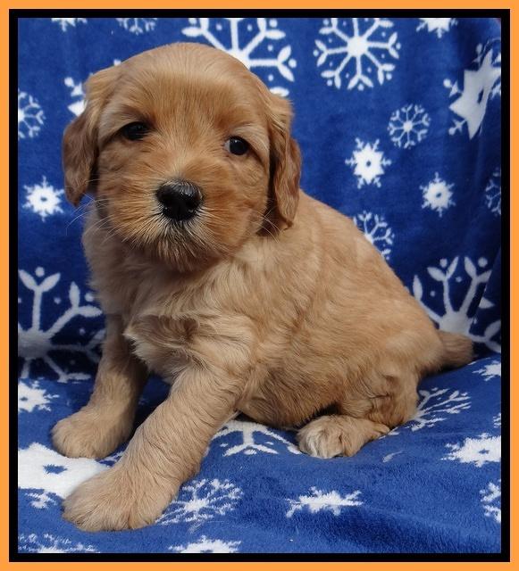 Macy Max pups 5wks old 171