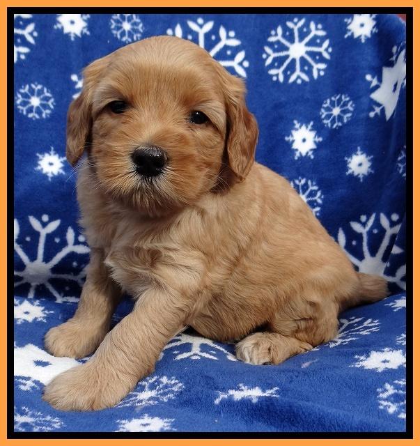 Macy Max pups 5wks old 191