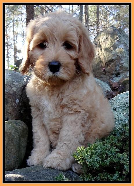 Macy Max pups 8 wks old 62000