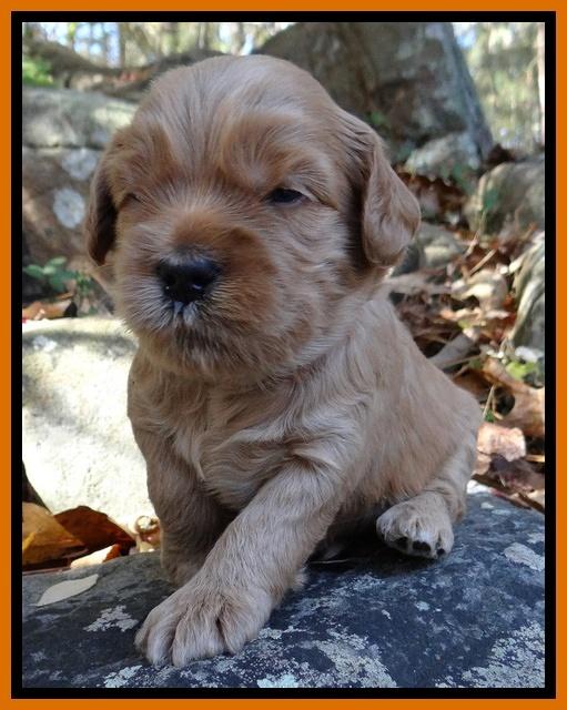 Macy Max pups 3 wks old 151