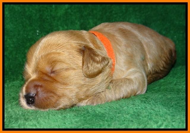 Macy Max pups 3 wks old 221