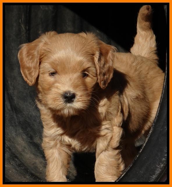 Macy Max pups 6 wks old 291