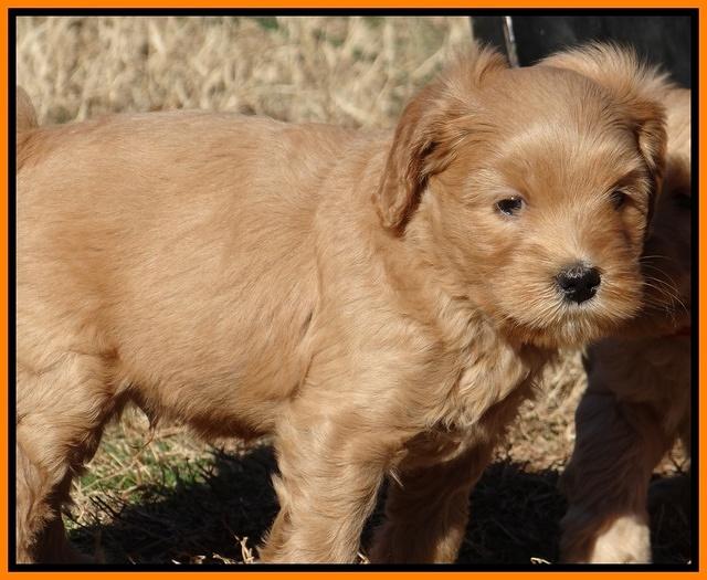 Macy Max pups 6 wks old 301