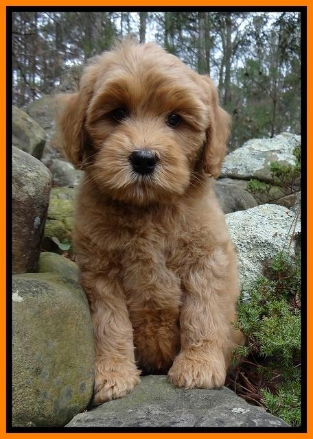Macy Max pups 8 wks old 18100