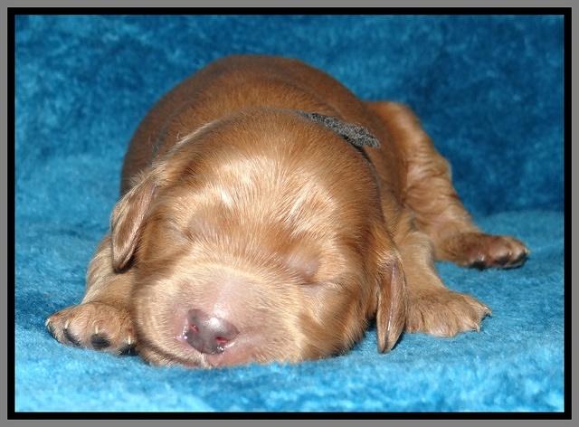 Macy Max pups 1 wk old 261