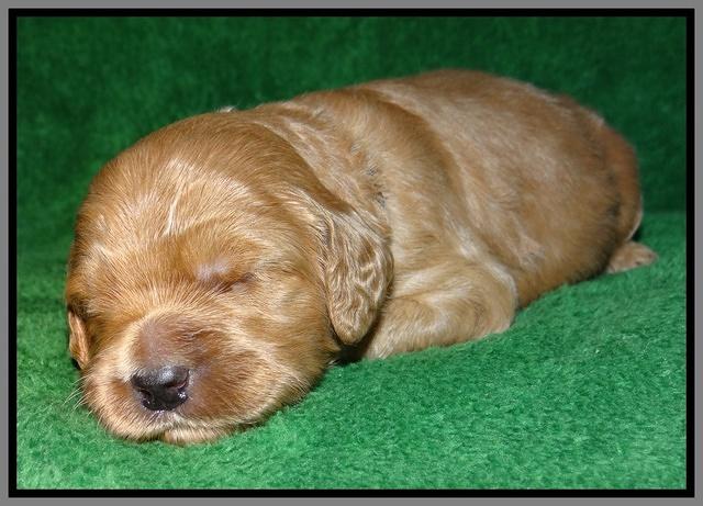 Macy Max pups 3 wks old 241