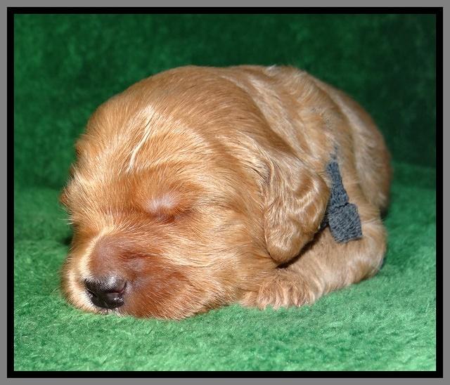 Macy Max pups 3 wks old 251