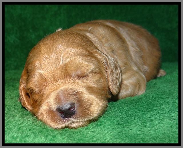 Macy Max pups 3 wks old 261